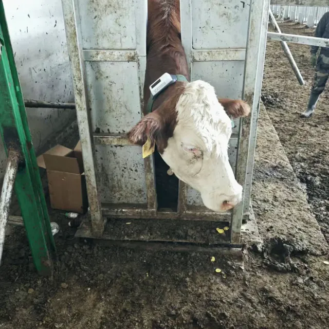 Collar fitted in the chute, ready for release