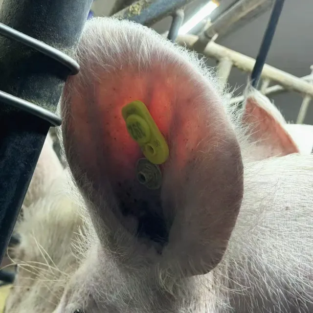 Smart Eartag on a pig